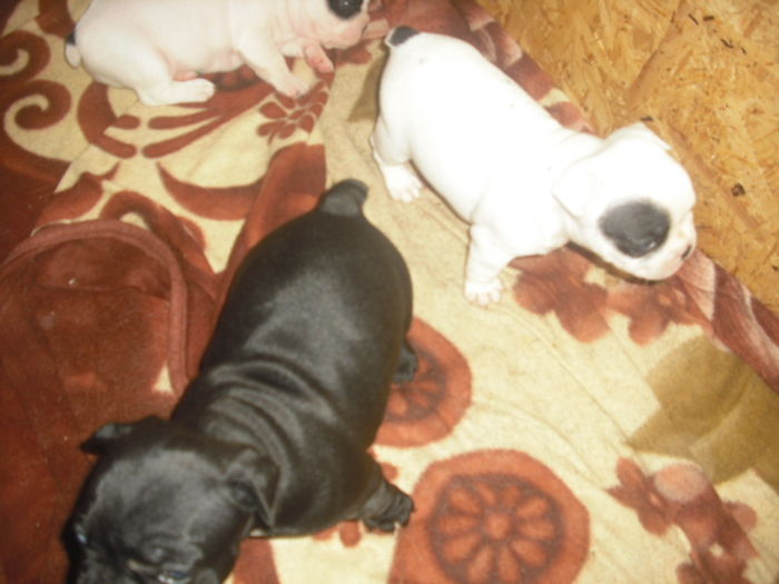 CIMG7462 - Bulldog francez