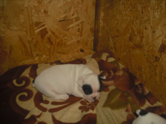 CIMG7464 - Bulldog francez