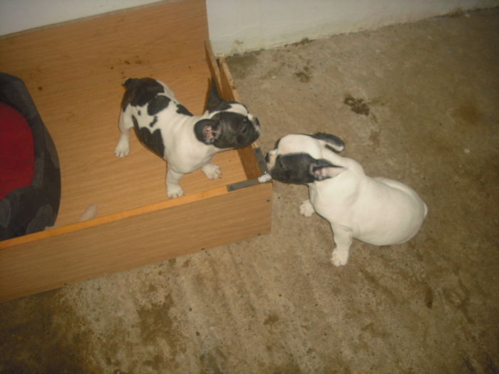 CIMG7524 - Bulldog francez