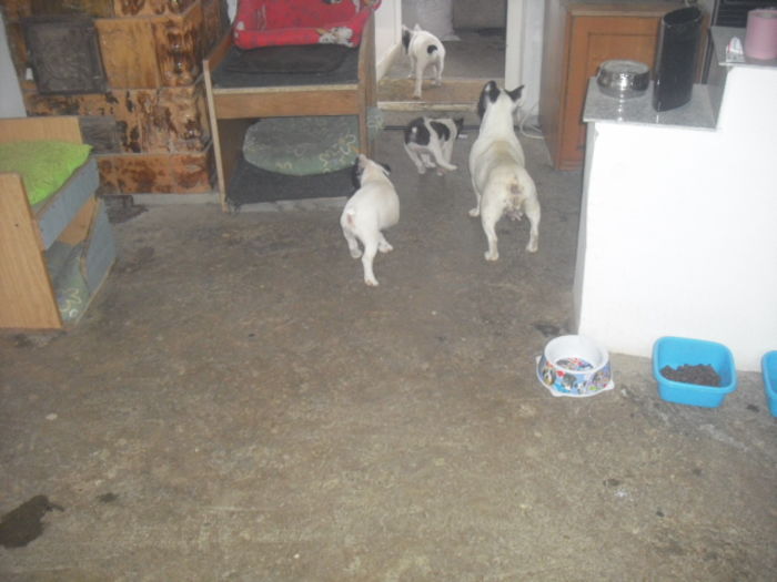CIMG7525 - Bulldog francez