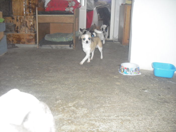 CIMG7526 - Bulldog francez