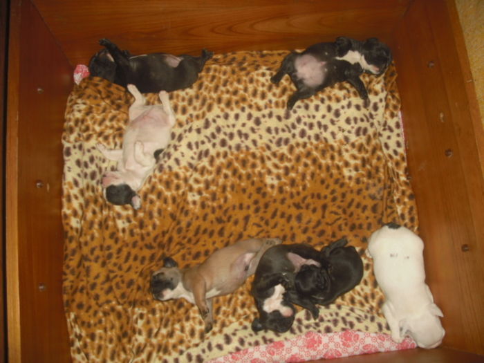 CIMG7528 - Bulldog francez