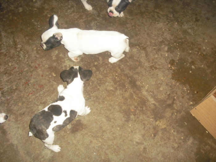 CIMG8969 - Bulldog francez