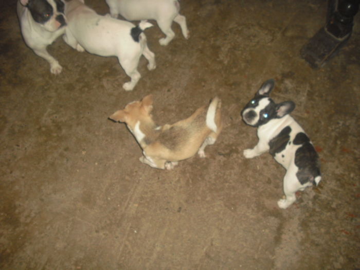 CIMG8970 - Bulldog francez