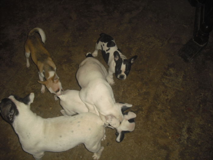 CIMG8972 - Bulldog francez