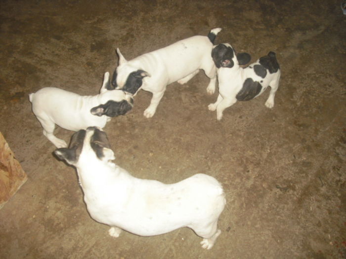 CIMG8973 - Bulldog francez