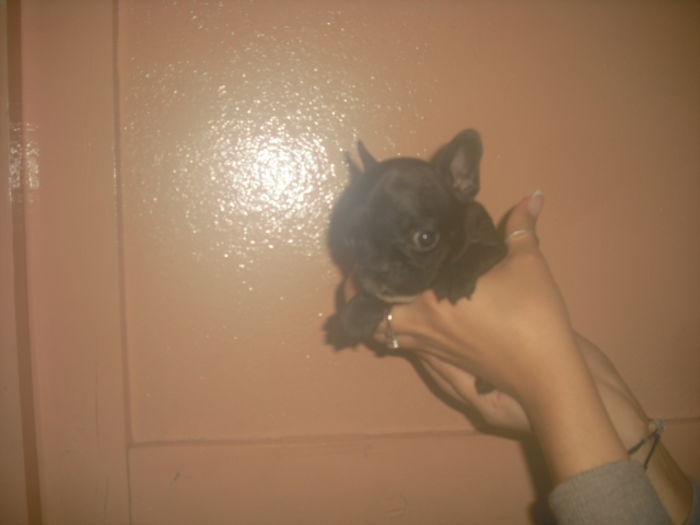CIMG8974 - Bulldog francez