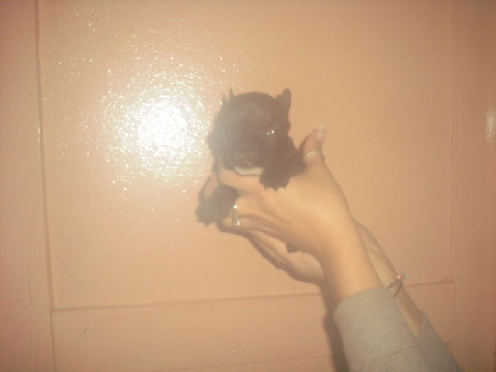 CIMG8975 - Bulldog francez