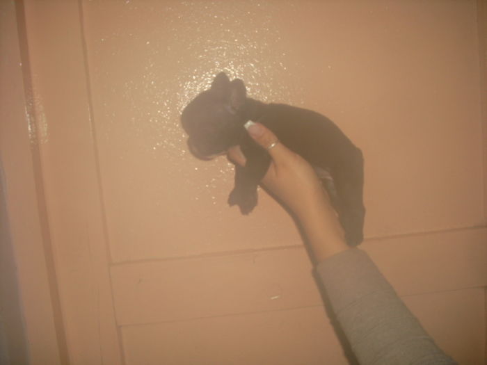 CIMG8976 - Bulldog francez