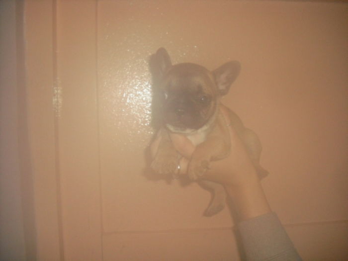 CIMG8977 - Bulldog francez