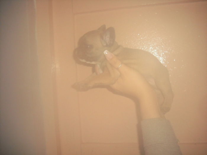 CIMG8978 - Bulldog francez