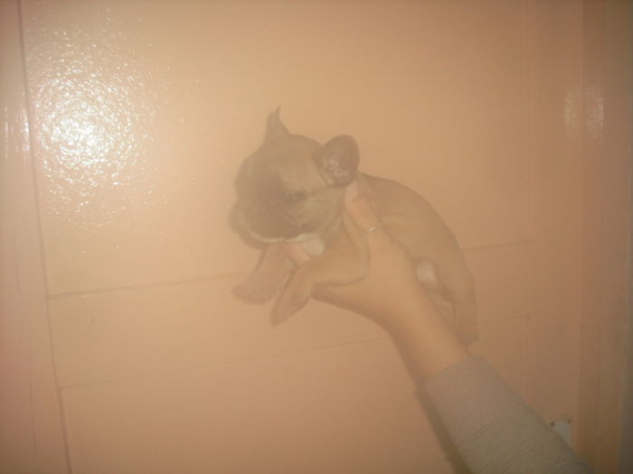 CIMG8979 - Bulldog francez