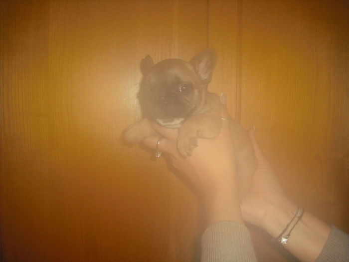 CIMG8980 - Bulldog francez