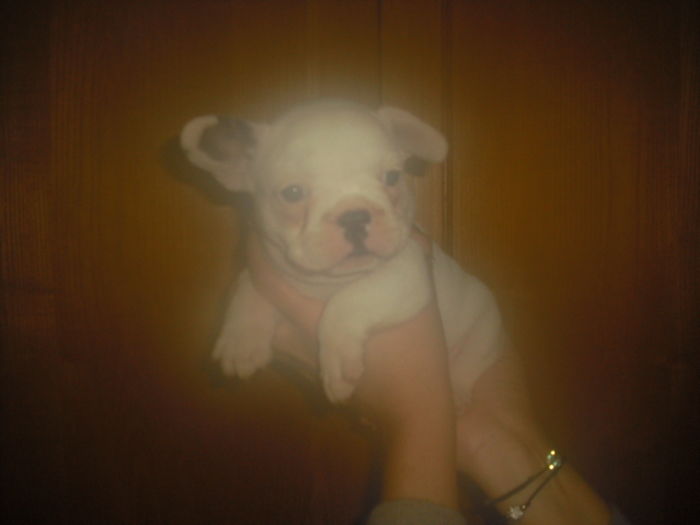 CIMG8983 - Bulldog francez