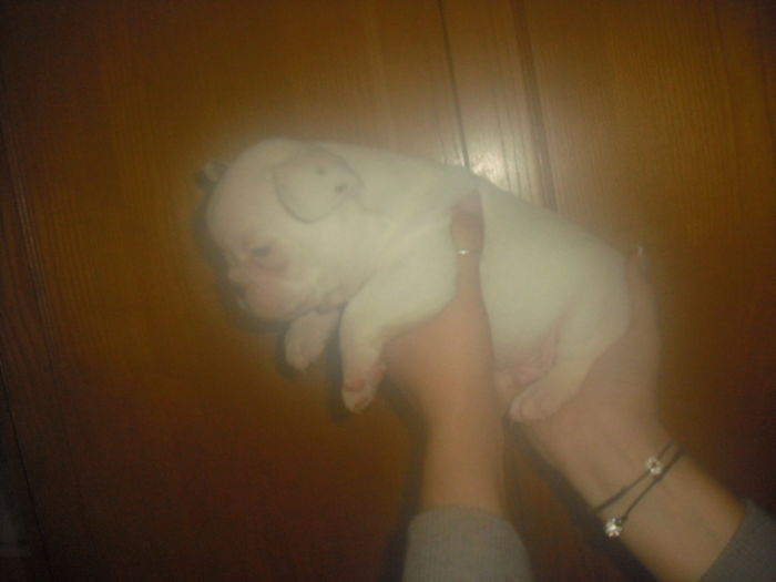 CIMG8984 - Bulldog francez