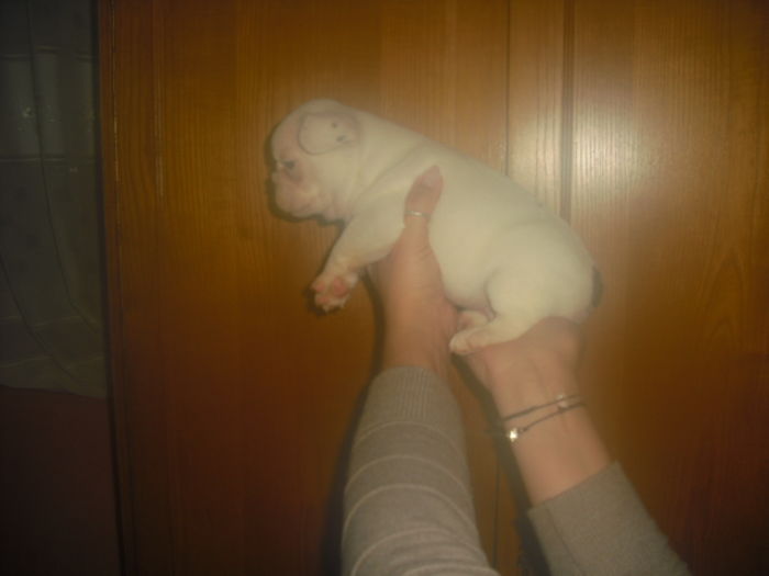 CIMG8985 - Bulldog francez