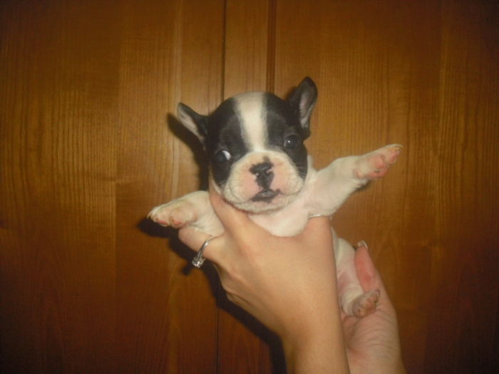 CIMG8986 - Bulldog francez