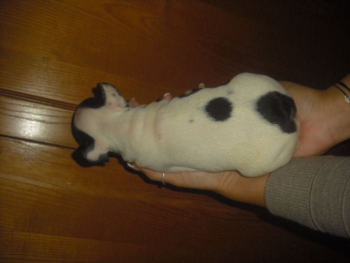 CIMG8988 - Bulldog francez