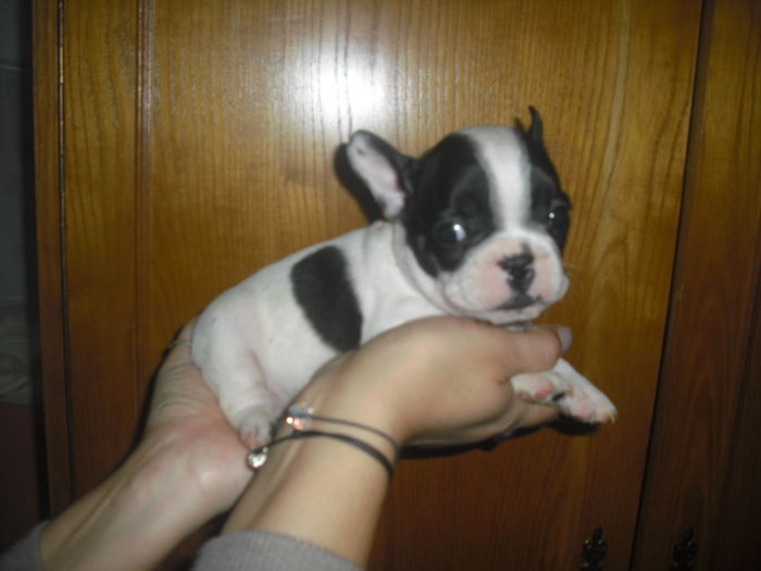 CIMG8989 - Bulldog francez
