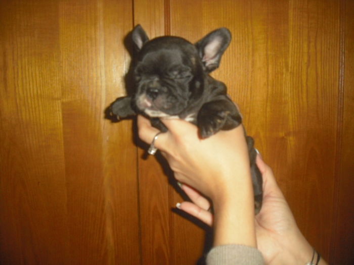 CIMG8990 - Bulldog francez