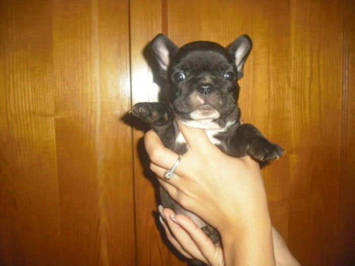 CIMG8991 - Bulldog francez