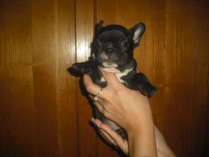 CIMG8992 - Bulldog francez