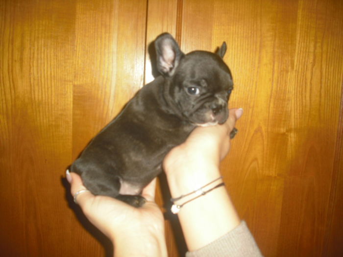 CIMG8994 - Bulldog francez