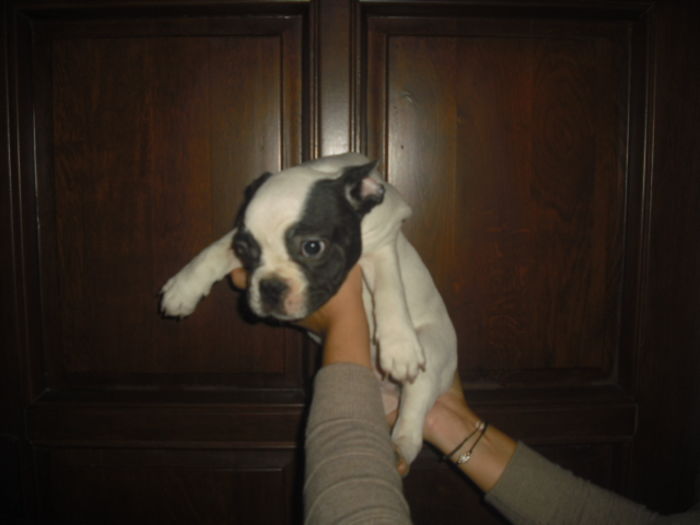 CIMG8995 - Bulldog francez