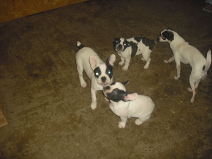 CIMG8996 - Bulldog francez