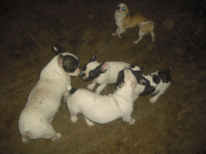 CIMG8997 - Bulldog francez