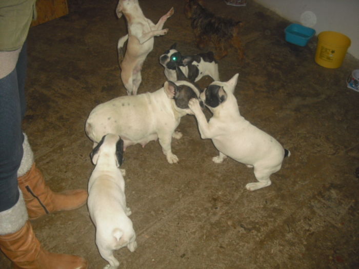 CIMG8998 - Bulldog francez