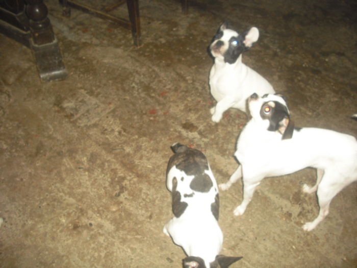CIMG9002 - Bulldog francez