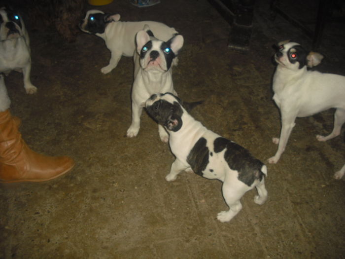 CIMG9004 - Bulldog francez