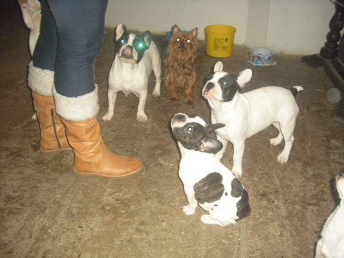 CIMG9005 - Bulldog francez