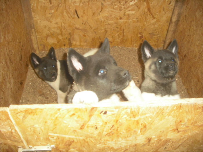 CIMG9006 - Bulldog francez