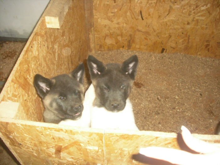 CIMG9009 - Bulldog francez