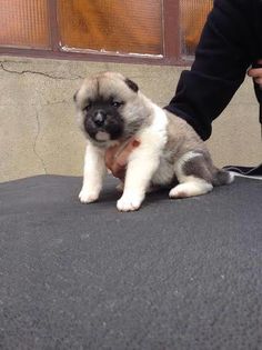 12204641_10204869023307863_1152560001_n