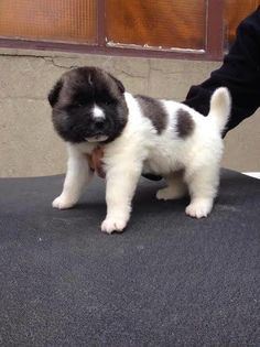 12204948_10204869023707873_1482430728_n