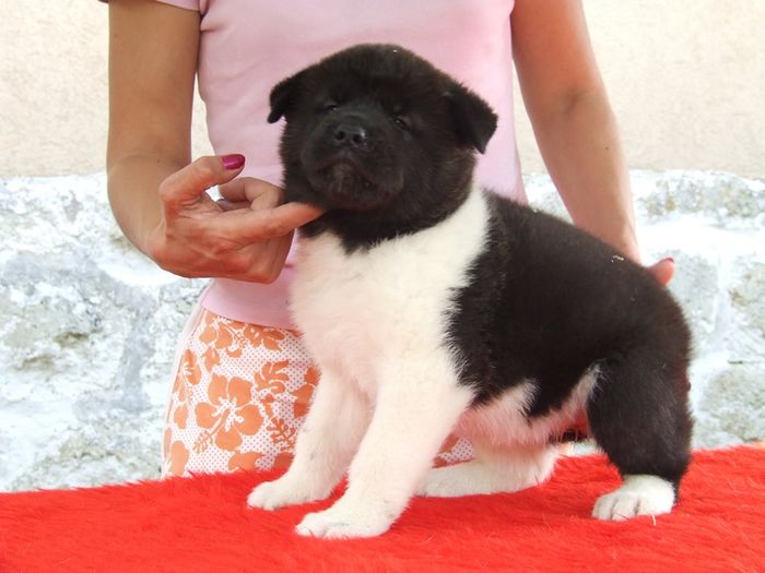DSCF9506 - Akita american