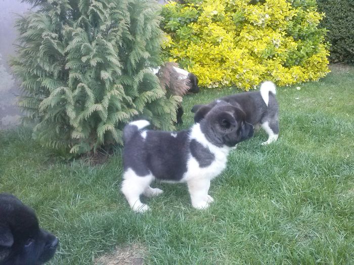 CAM04167 - Akita american