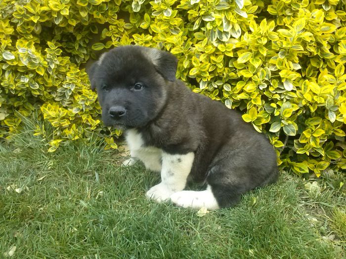 CAM04217 - Akita american