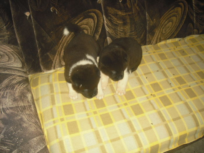 CIMG7619 - Akita american