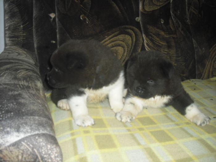 CIMG7623 - Akita american