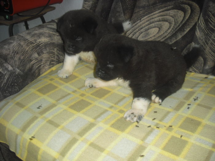 CIMG7625 - Akita american