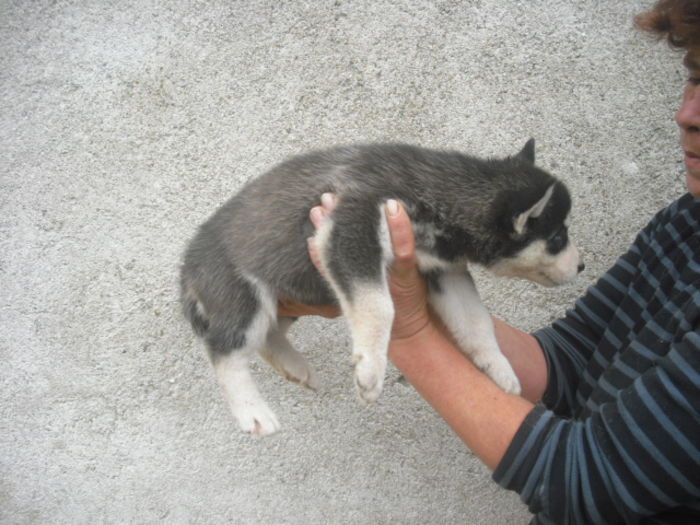 CIMG7797 - Husky siberian