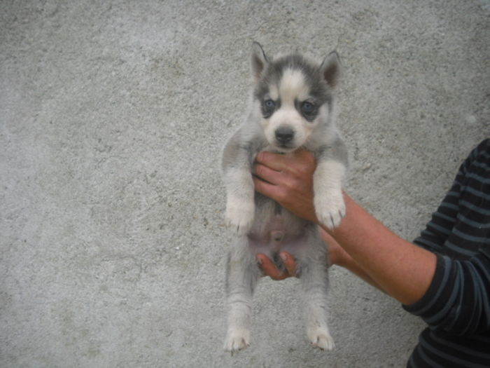 CIMG7798 - Husky siberian