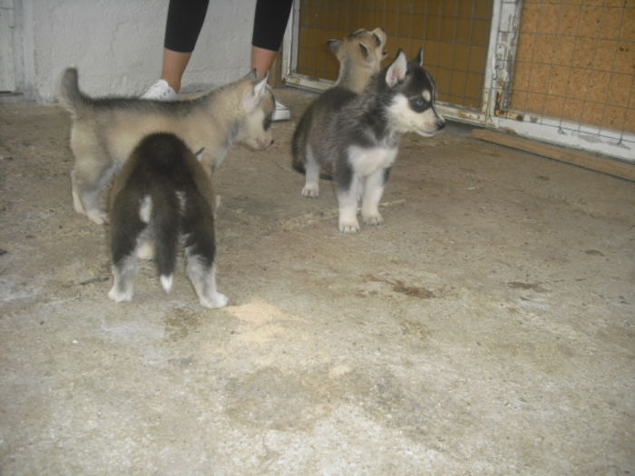 CIMG9228 - Husky siberian