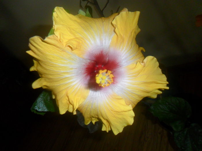 ringleader-floare de iarna - 0000-colectia mea de hibiscusi