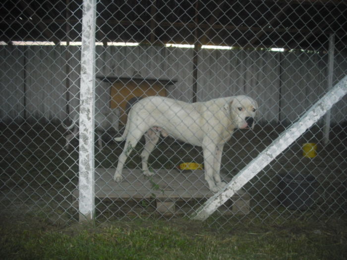 CIMG9267 - Dog argentinian