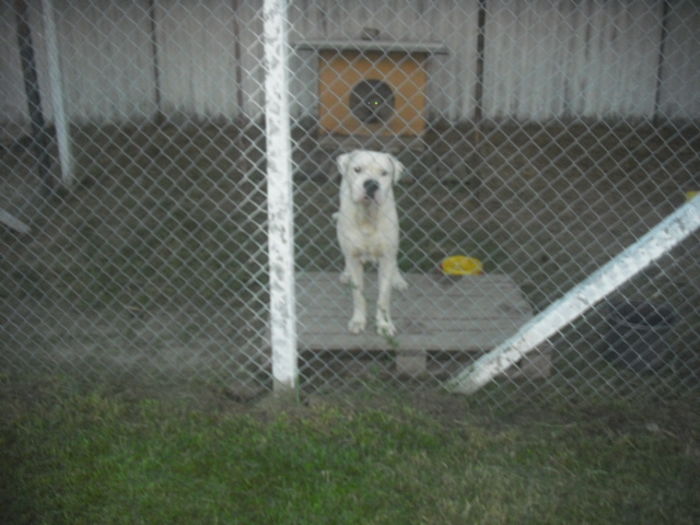 CIMG9283 - Dog argentinian